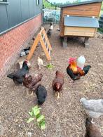 Olijflegger hanen araucana x marans, Dieren en Toebehoren, Pluimvee, Mannelijk, Kip