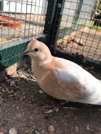 Lachduif duivin phaeo tam met handicap (lees advertentie), Dieren en Toebehoren, Vogels | Duiven, Overige soorten, Vrouwelijk