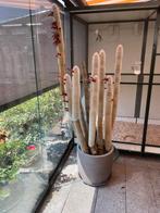 Cactus, Ophalen of Verzenden