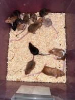 Prachtige tamme kleur muizen, Muis, Januari, Meerdere dieren, Tam