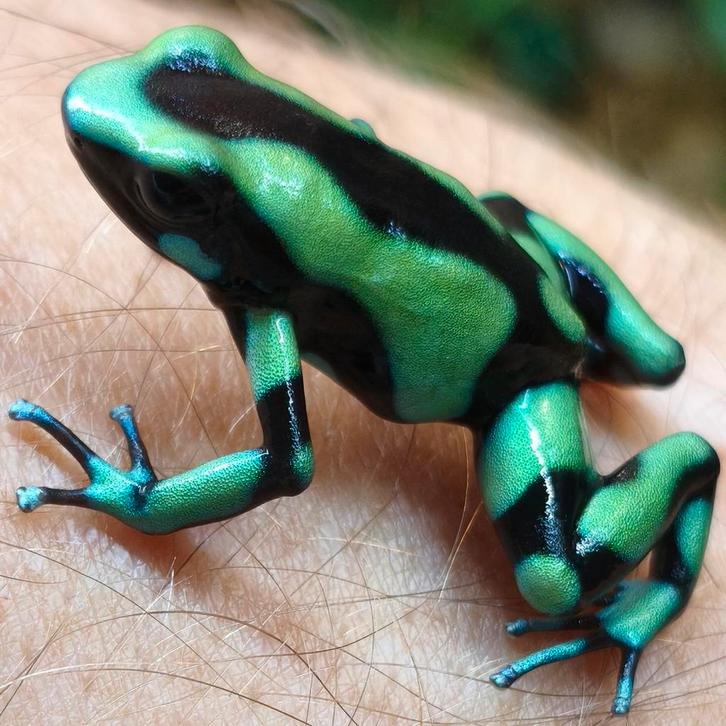 Dendrobates auratus 'Bahia Solano', Colombiaanse gifkikker