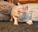 🥰 prachtige, super gave x franse Bulldog pups geboren 🥰, Bulldog, Meerdere, Meerdere dieren, Nederland