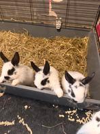 Te koop baby konijntjes, Augustus, Meerdere dieren, Overige typen, Tam