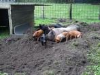 Biggen Pietrain x Duroc, Dieren en Toebehoren, Schapen, Geiten en Varkens, Meerdere dieren, Varken, 0 tot 2 jaar