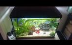 Mooi compleet aquarium te koop!, Dieren en Toebehoren, Vissen | Aquaria en Toebehoren, Ophalen, Zo goed als nieuw, Grind, Zand of Voedingsbodem