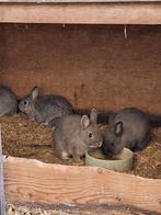 Dwergkonijnen jonge voedsters, Dieren en Toebehoren, Konijnen, Vrouwelijk, Groot