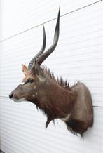 Grote opgezette kop NYALA ANTILOPE, Ophalen, Zo goed als nieuw, Wild dier, Opgezet dier