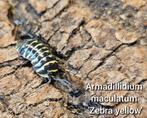 Armadillidium maculatum 'Zebra yellow', Overige soorten