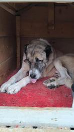 Deze grote lieve jongen zoekt een thuis, Dieren en Toebehoren, Particulier, Rabiës (hondsdolheid), Reu, Buitenland