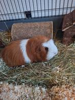 Volwassen cavia gezocht, Dieren en Toebehoren, Knaagdieren, Januari, Vrouwelijk, Cavia