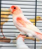 Rod mozaik en harlekijn, Dieren en Toebehoren, Vogels | Kanaries, Meerdere dieren, Postuurkanarie