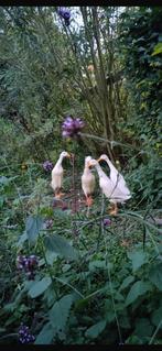 Loopeenden, Dieren en Toebehoren, Pluimvee, Meerdere dieren, Eend