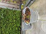 Zinken teil met varen., Tuin en Terras, Bloembakken en Plantenbakken, Ophalen, Overige materialen, Gebruikt, 30 tot 60 cm