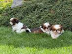 Shih Tzu pupjes, België, Overige rassen, CDV (hondenziekte), 8 tot 15 weken