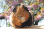 Prachtige cavia beertjes, Dieren en Toebehoren, Cavia, Mannelijk, Mei, Tam
