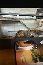 KONIJNENHOK te koop, 2 verdiepingen, Dieren en Toebehoren, Knaagdieren en Konijnen | Hokken en Kooien, Ophalen of Verzenden, Gebruikt