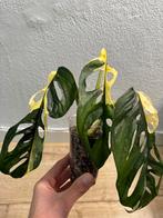 Monstera Adansonii variegata gewortelde kopstek #6, Huis en Inrichting, Kamerplanten, Ophalen of Verzenden, Overige soorten, Minder dan 100 cm