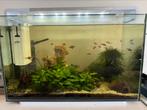 Superfisch home 110 acquarium inclusief vissen, Ophalen of Verzenden, Zo goed als nieuw, Gevuld zoetwateraquarium