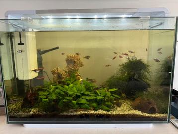 Superfisch home 110 acquarium inclusief vissen beschikbaar voor biedingen