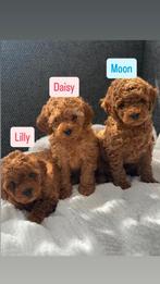 Toy poedel, Dieren en Toebehoren, Honden | Chihuahua's en Gezelschapshonden, Poedel, 8 tot 15 weken, Teef, Eén hond