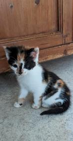 Kitten , lapje, Dieren en Toebehoren, Katten en Kittens | Overige Katten, Poes, Kortharig, 0 tot 2 jaar