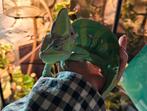 Kameleon (mannetje), Dieren en Toebehoren, Hagedis, 0 tot 2 jaar