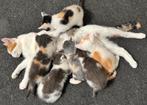 6 lieve Calico x Britse korthaar kittens, Dieren en Toebehoren, Katten en Kittens | Overige Katten, Meerdere dieren, Kortharig