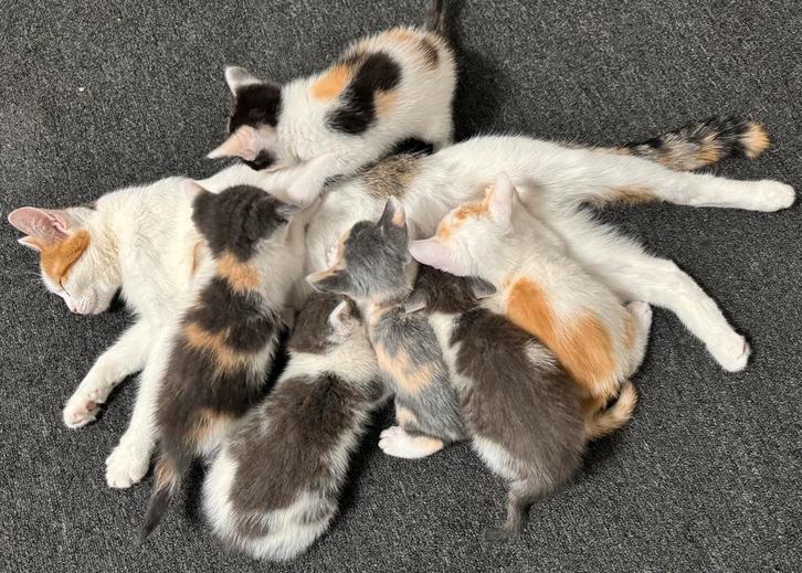 6 lieve Calico x Britse korthaar kittens, Dieren en Toebehoren, Katten en Kittens | Overige Katten, Kortharig, Meerdere dieren