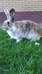 Rex x california, Dieren en Toebehoren, Konijnen, Meerdere dieren, Middelgroot, 0 tot 2 jaar