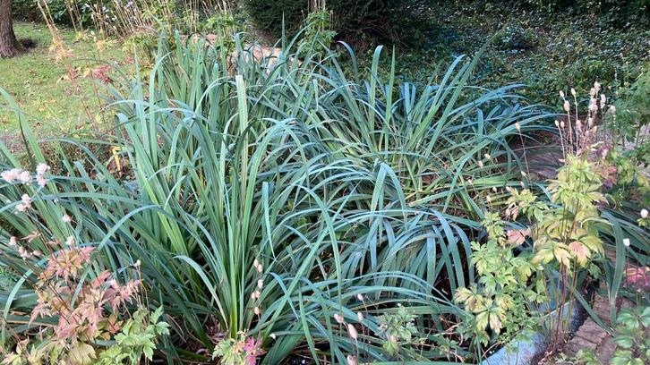 Volwassen vijverplant gele lisdodde iris, Tuin en Terras, Vijvers, Zo goed als nieuw, Ophalen