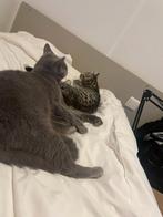 Te koop – 2 poesjes en 1 kater, Dieren en Toebehoren, Katten en Kittens | Dekkaters, 0 tot 2 jaar