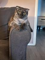 Zohra herplaatser, Poes