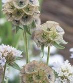 Scabiosa stellata Drumstick, Tuin en Terras, Ophalen of Verzenden, Volle zon