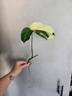 Stek 1, Syngonium Albo Variegata, Huis en Inrichting, Kamerplanten, Ophalen of Verzenden, Halfschaduw, Minder dan 100 cm