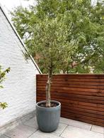 Olijfboom in pot, 100 tot 250 cm, Olijfboom, Ophalen, Volle zon