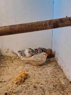 Zebravinken diverse kleurslagen, Meerdere dieren