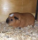 Lief, speels cavia beertje 1 jaar oud, Dieren en Toebehoren, Knaagdieren, Cavia, April, Mannelijk, Tam