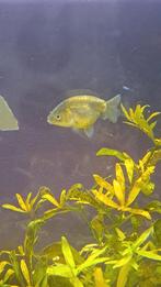 Ranchu goudvis., Dieren en Toebehoren, Vissen | Aquariumvissen, Vis