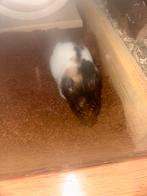 Hamster goud hamster, Dieren en Toebehoren, Knaagdieren, Hamster, Maart, Mannelijk, Tam