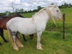 Tinker merrie Coco, Dieren en Toebehoren, Merrie, B, Recreatiepony, D pony (1.37m tot 1.48m)
