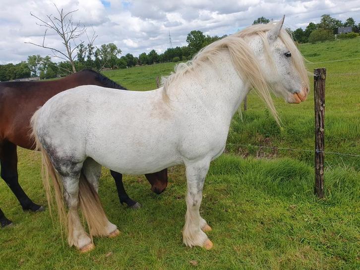 Tinker merrie Coco, Dieren en Toebehoren, Pony's, Merrie, B, D pony (1.37m tot 1.48m), Recreatiepony, 7 tot 10 jaar, Gechipt, Ontwormd