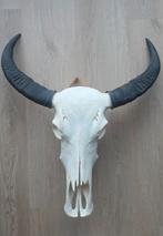 Waterbuffel schedel met hoorns - Wanddecoratie, Ophalen, Gebruikt