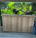 Aquarium met discusvissen, Dieren en Toebehoren, Ophalen, Zo goed als nieuw, Gevuld zoetwateraquarium