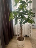 Pachira Aquatica GeldBoom KamerPlant, Ophalen, Overige soorten, Halfschaduw, In pot