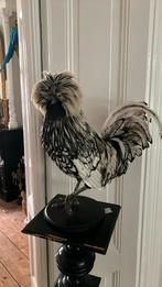 Opgezette kuifhoender, Ophalen of Verzenden, Nieuw, Vogel, Opgezet dier