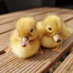 Jonge kwaker eenden beschikbaar verschillende leeftijden, Meerdere dieren, Eend
