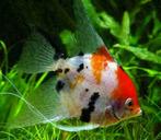 maanvissen, 20 soorten, diverse  maten, maanvis, Vis