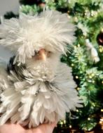 USA Zijdehoen broedeieren, Dieren en Toebehoren, Pluimvee, Geslacht onbekend, Kip
