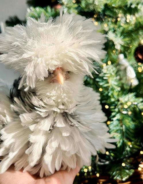 USA Zijdehoen broedeieren, Dieren en Toebehoren, Pluimvee, Kip, Geslacht onbekend