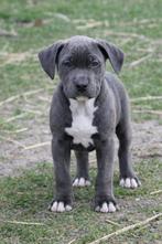 American Bully pups XL ABKC Belgie, Nederland, Overige rassen, 8 tot 15 weken, Parvo